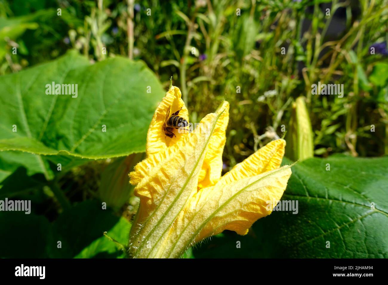 Honeybee tries to get into a pumpkin blossom Stock Photo