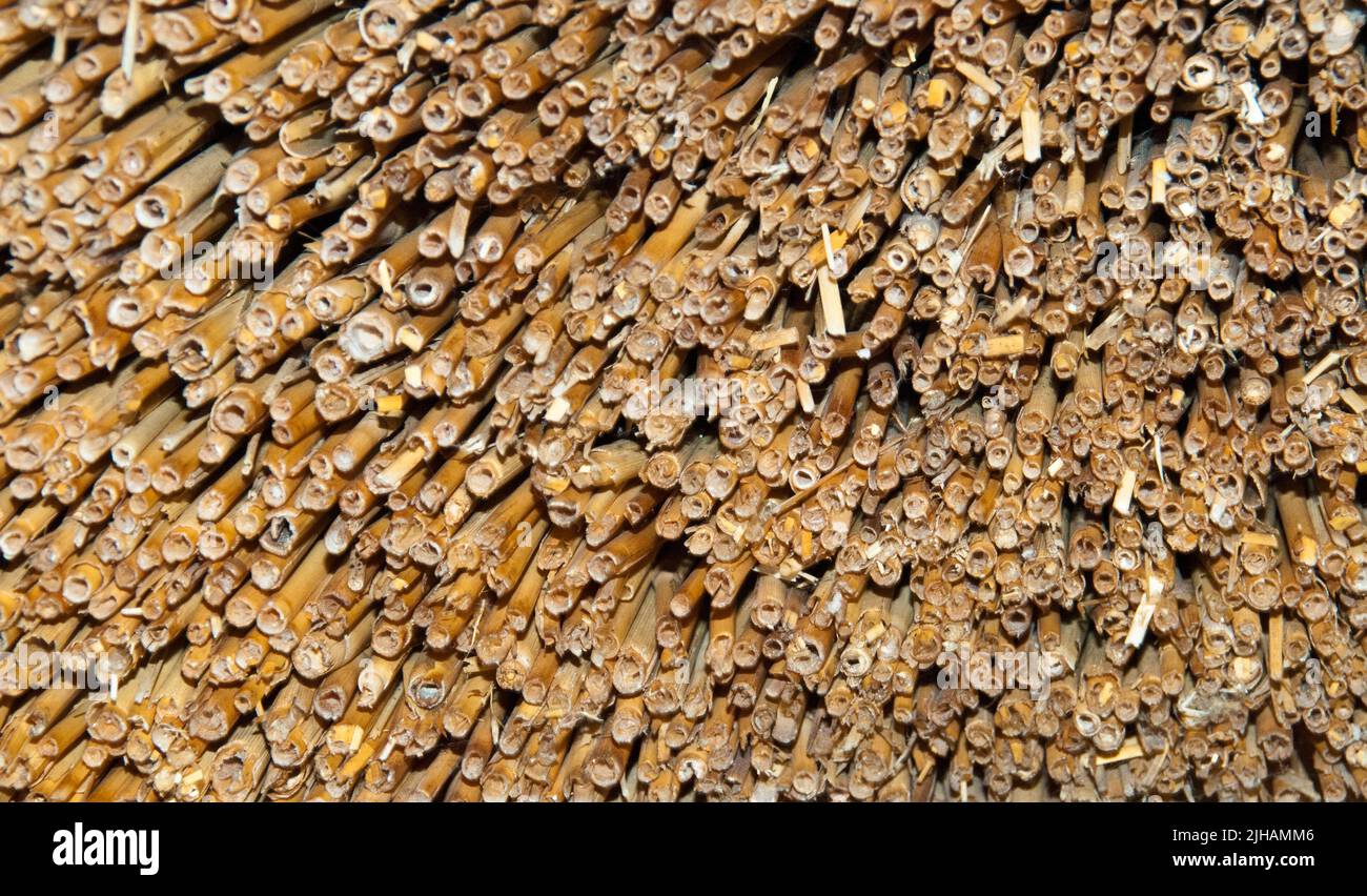 The end of reed that is put as a roof Stock Photo - Alamy