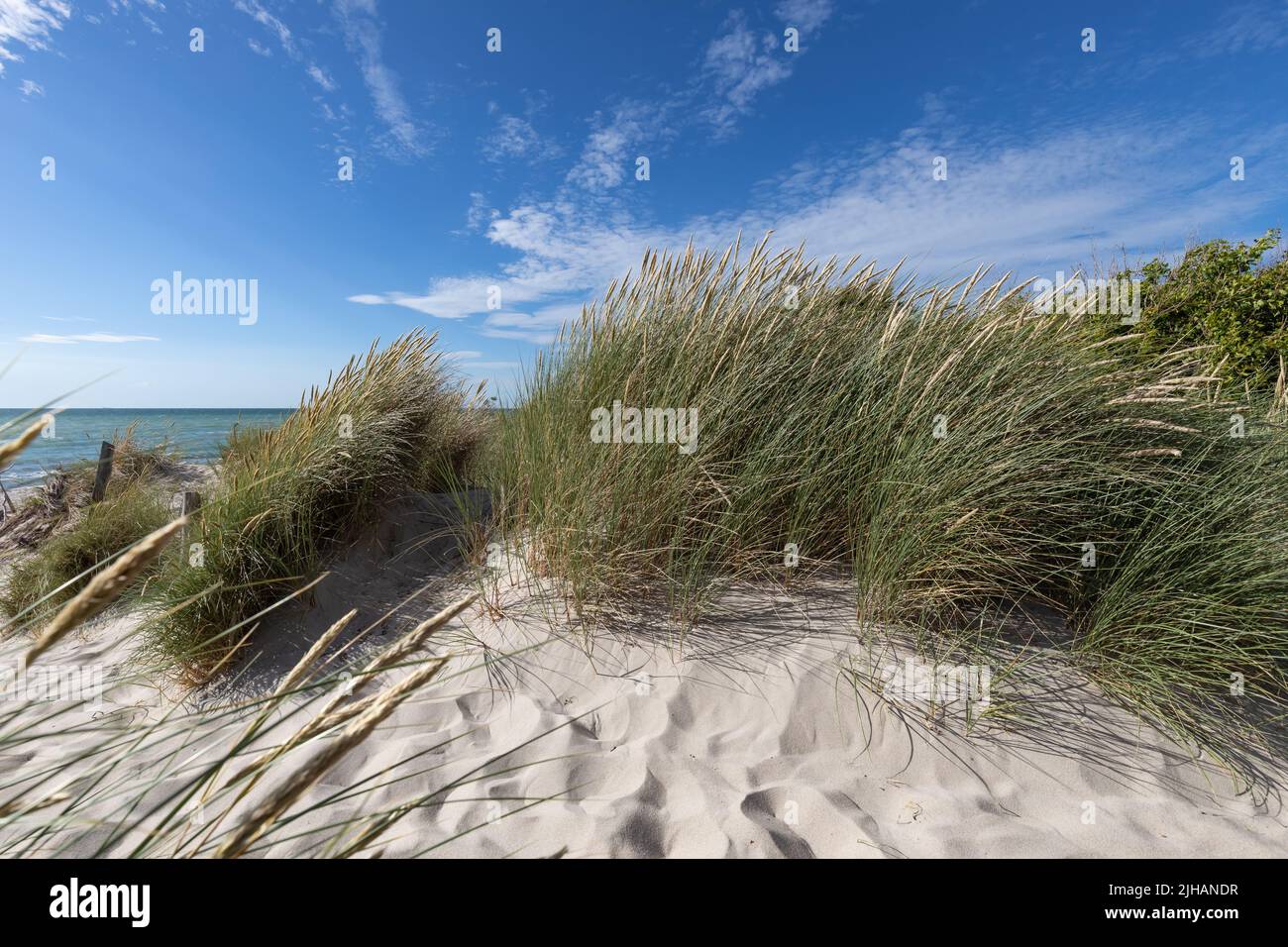 marram grass on sand dune Stock Photo