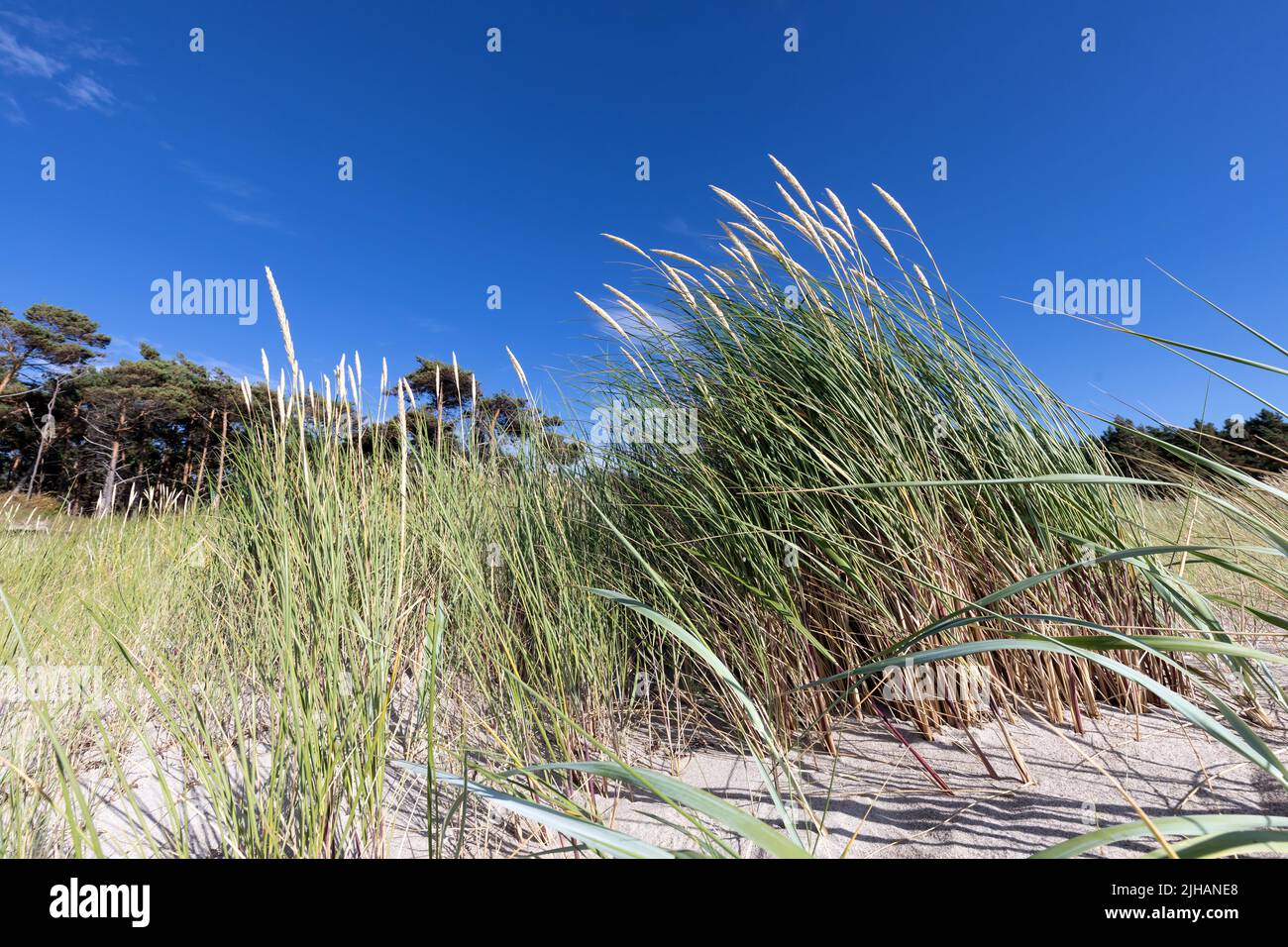 marram grass on sand dune Stock Photo