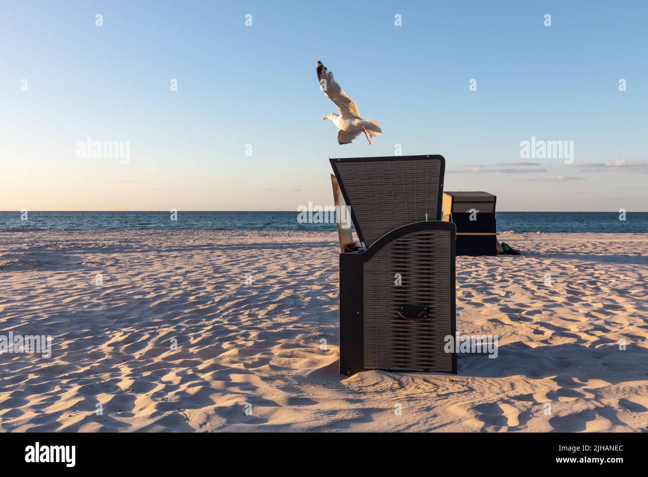 seagull leaves beach chair in the evening sun Stock Photo