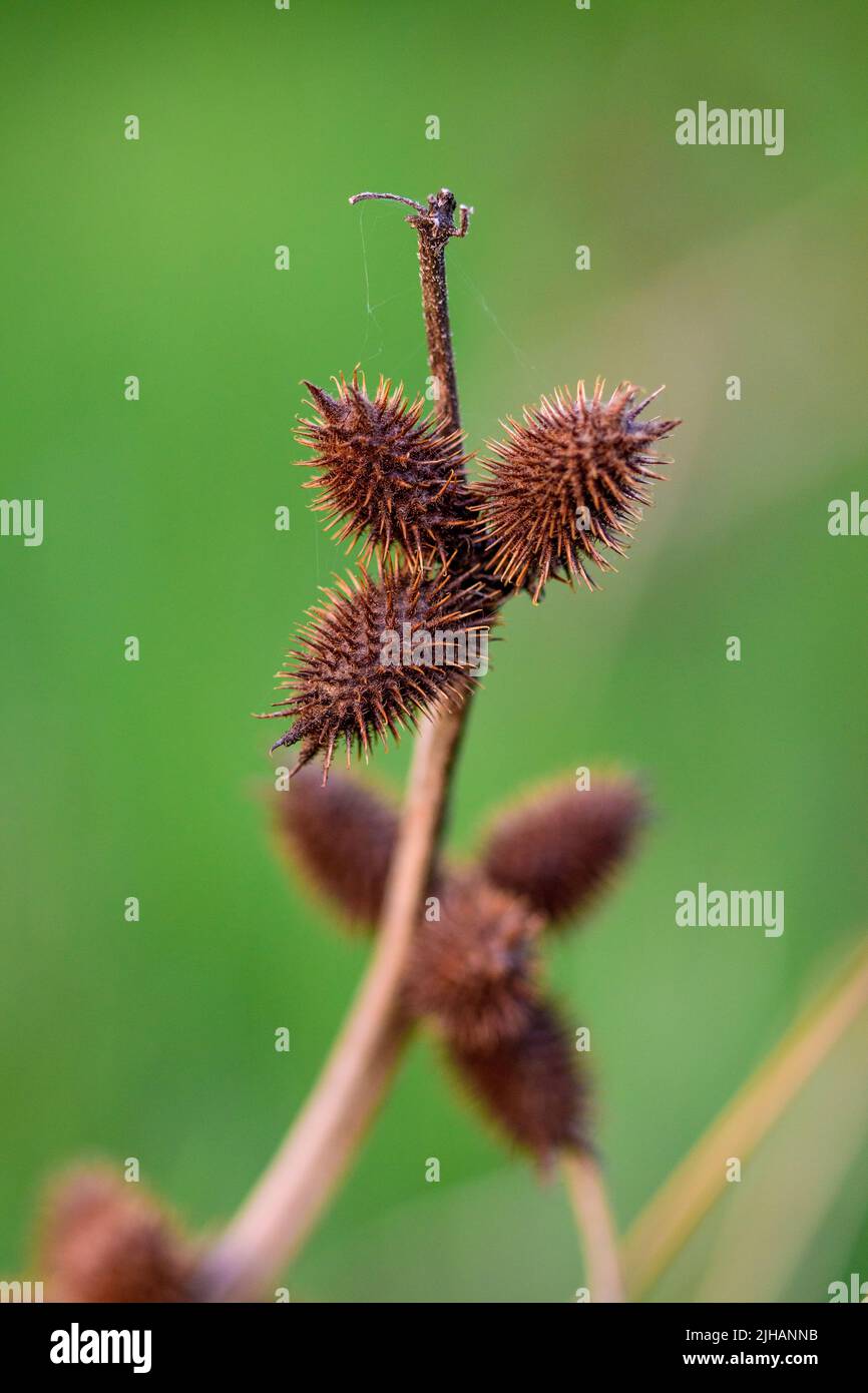 A vertical closeup shot of spiny cocklebur (Xanthium spinosum) against the green background Stock Photo