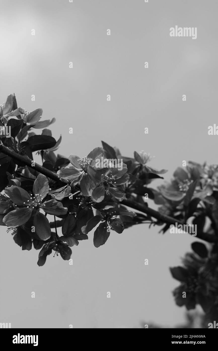 Beautiful fruit tree branch full of spring flowers in black and white