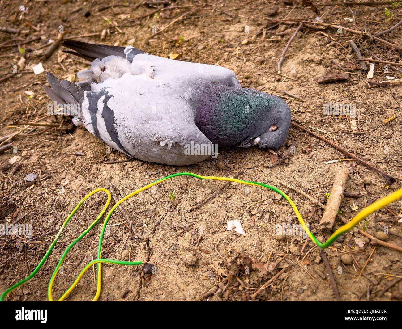 A closeup shot of a dead pigeon on the ground Stock Photo Alamy