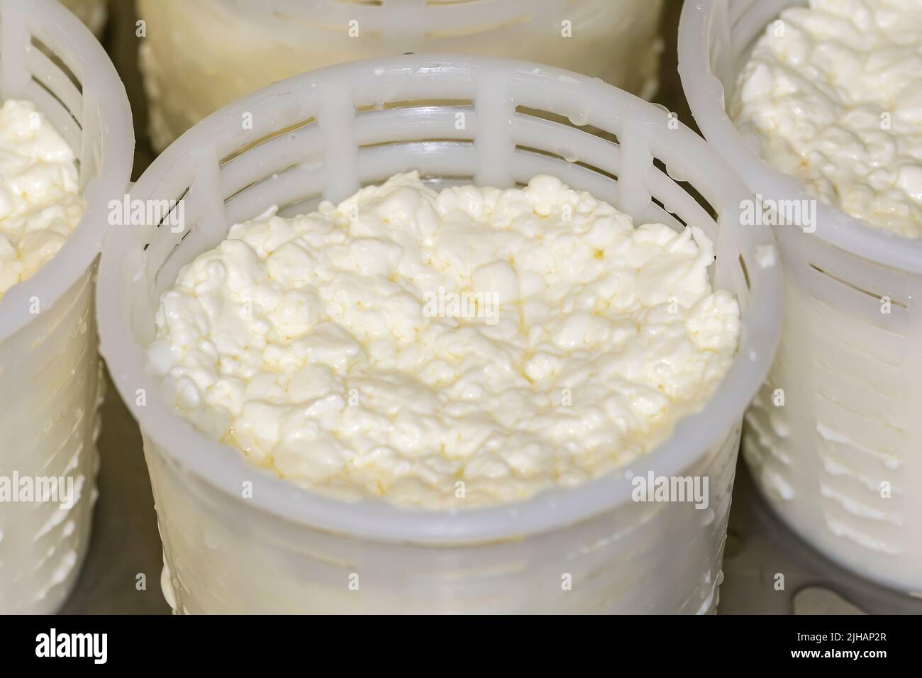 Artisan production of fresh goat's milk cheese Stock Photo Alamy