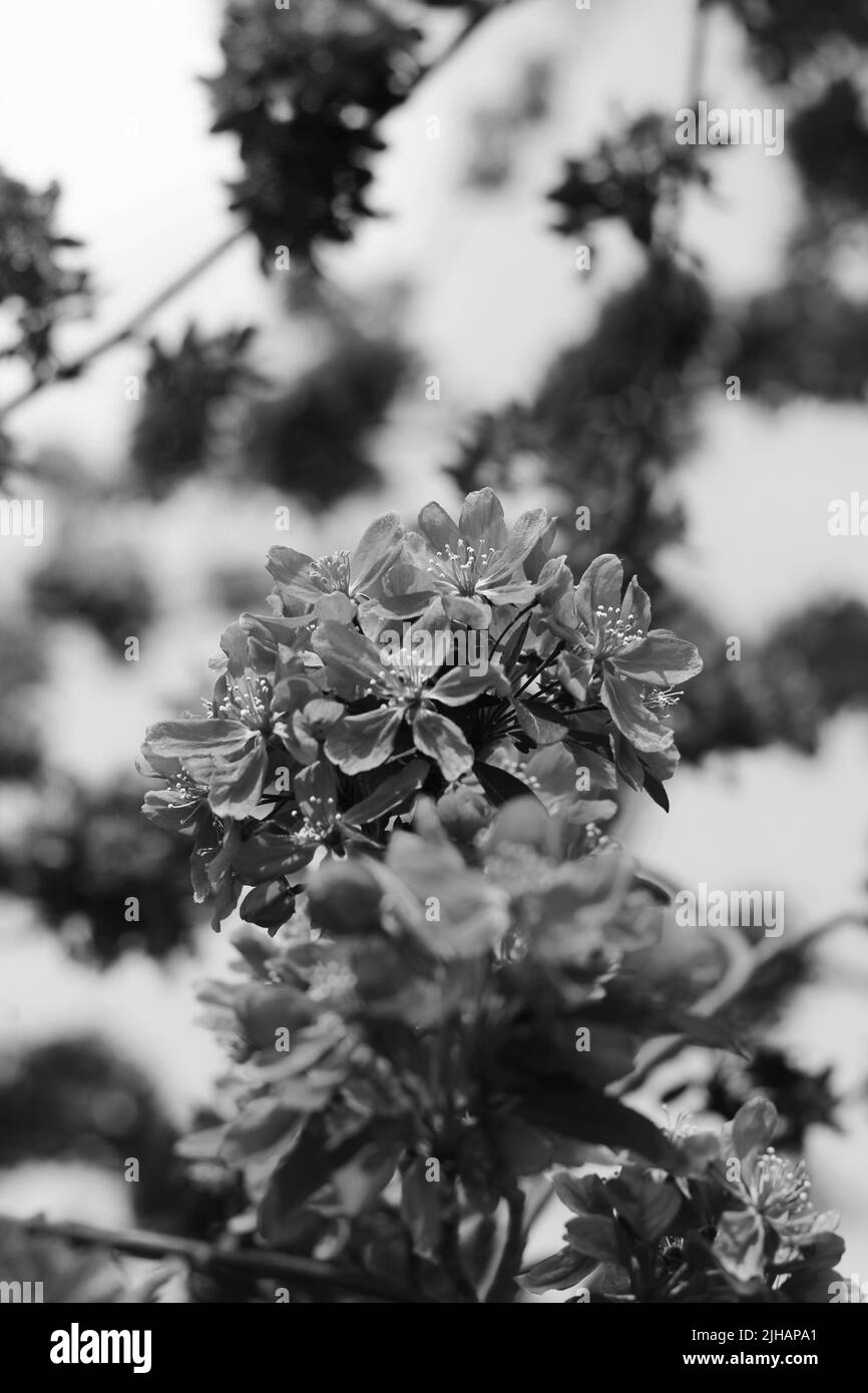 Beautiful fruit tree branch full of spring flowers in black and white