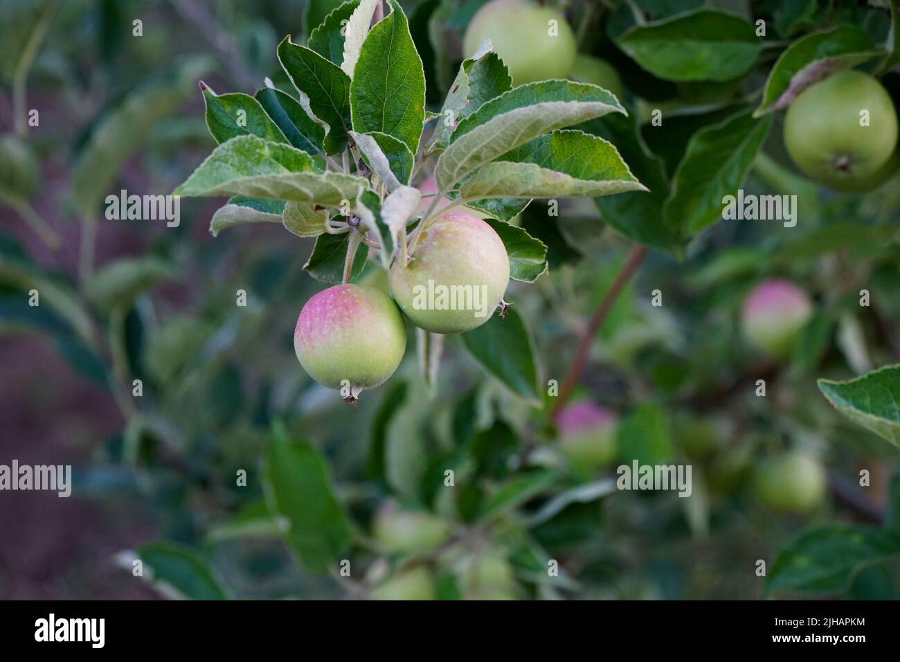 Closeup of apples ripening on an apple tree stem branch on orchard farm