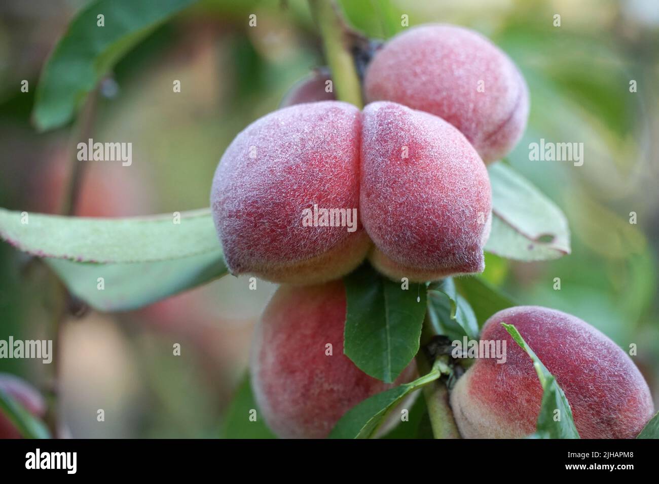 Peaches ripen hi-res stock photography and images - Alamy