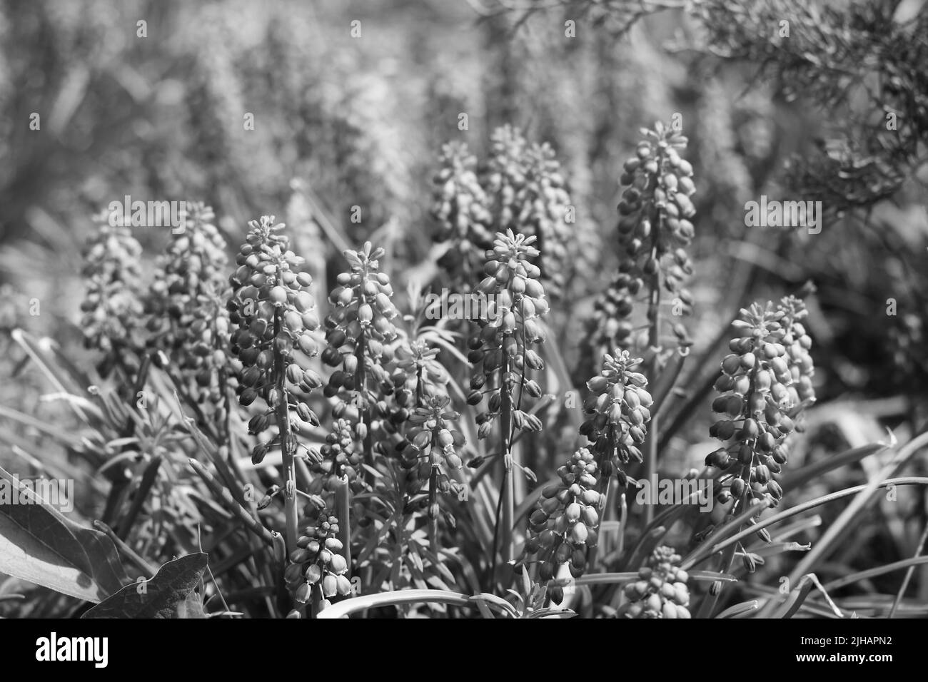 Beautiful spring flowers growing in the sunny meadow in black and white