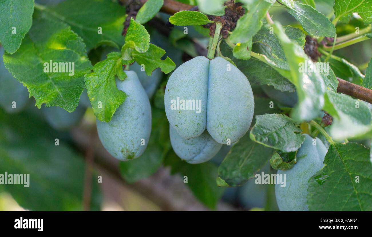 ripening plums on the tree in an orchard Stock Photo Alamy
