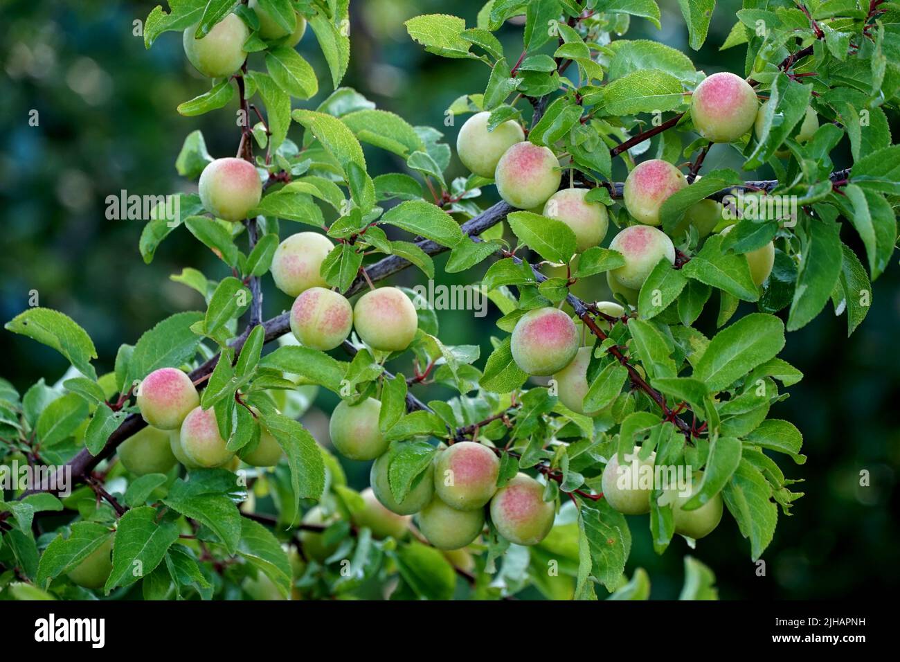 ripening plums on the tree in an orchard. Stock Photo