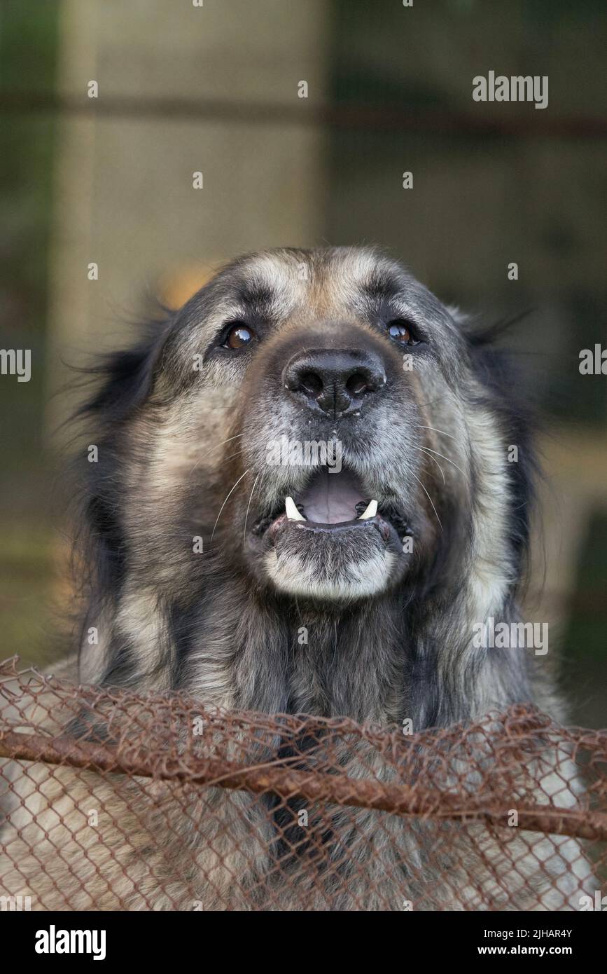 Caucasian Shepherd Dog - large size, powerful musculoskeletal structure, and attractive long hair livestock guardian dog native to countries of Caucas Stock Photo