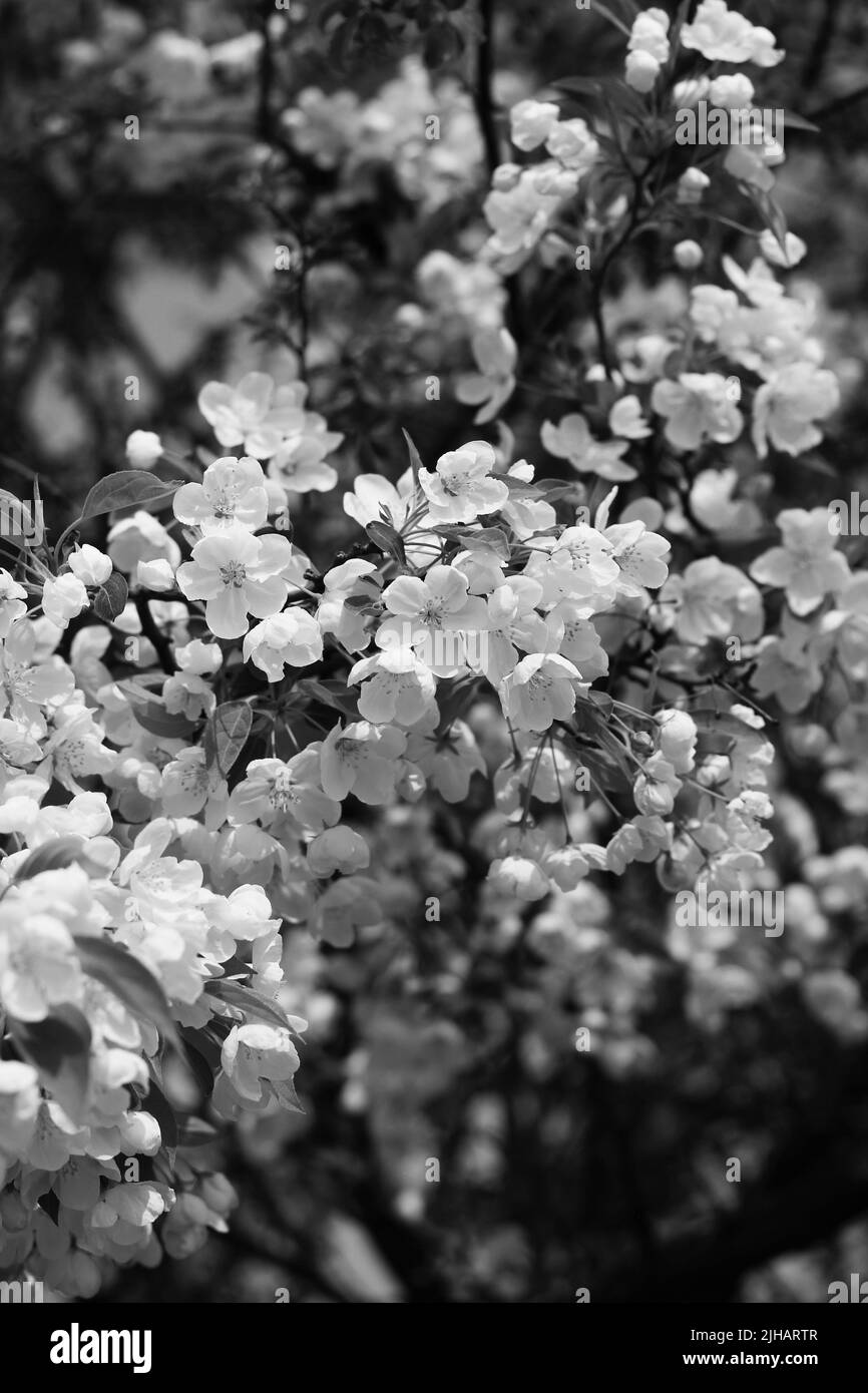 Beautiful fruit tree branch full of spring flowers in black and white