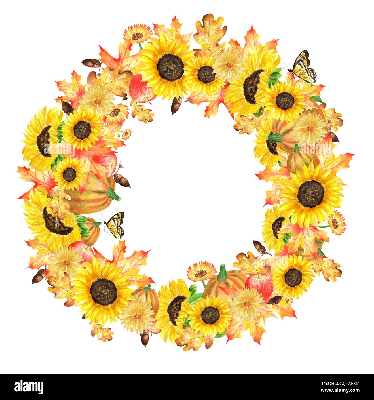 An autumn garden composition. Watercolour illustrations on the theme of the autumn harvest. Garden wreath with sunflowers, maple and oak leaves, acorn Stock Photo