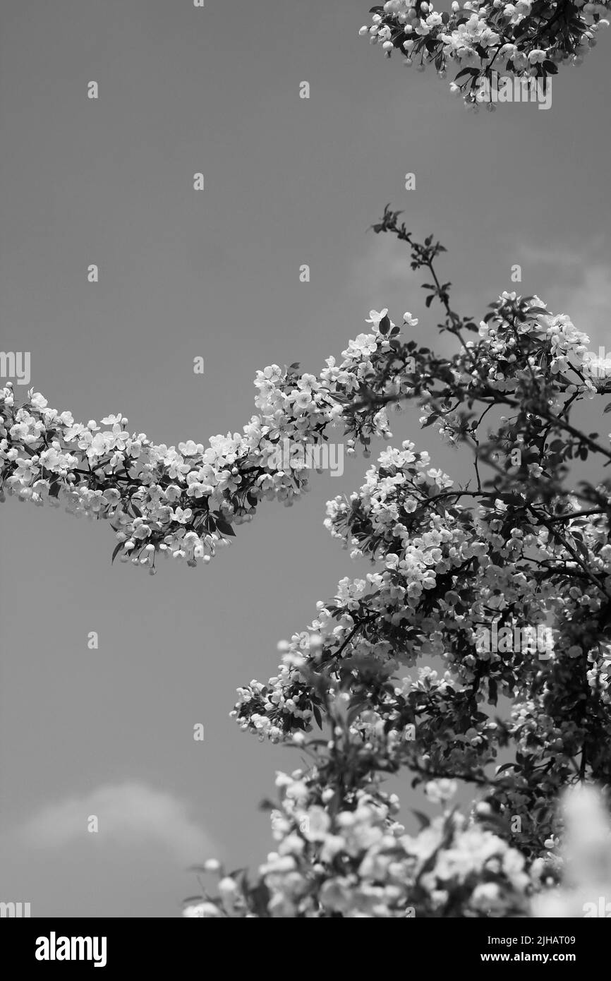 Beautiful fruit tree branch full of spring flowers in black and white