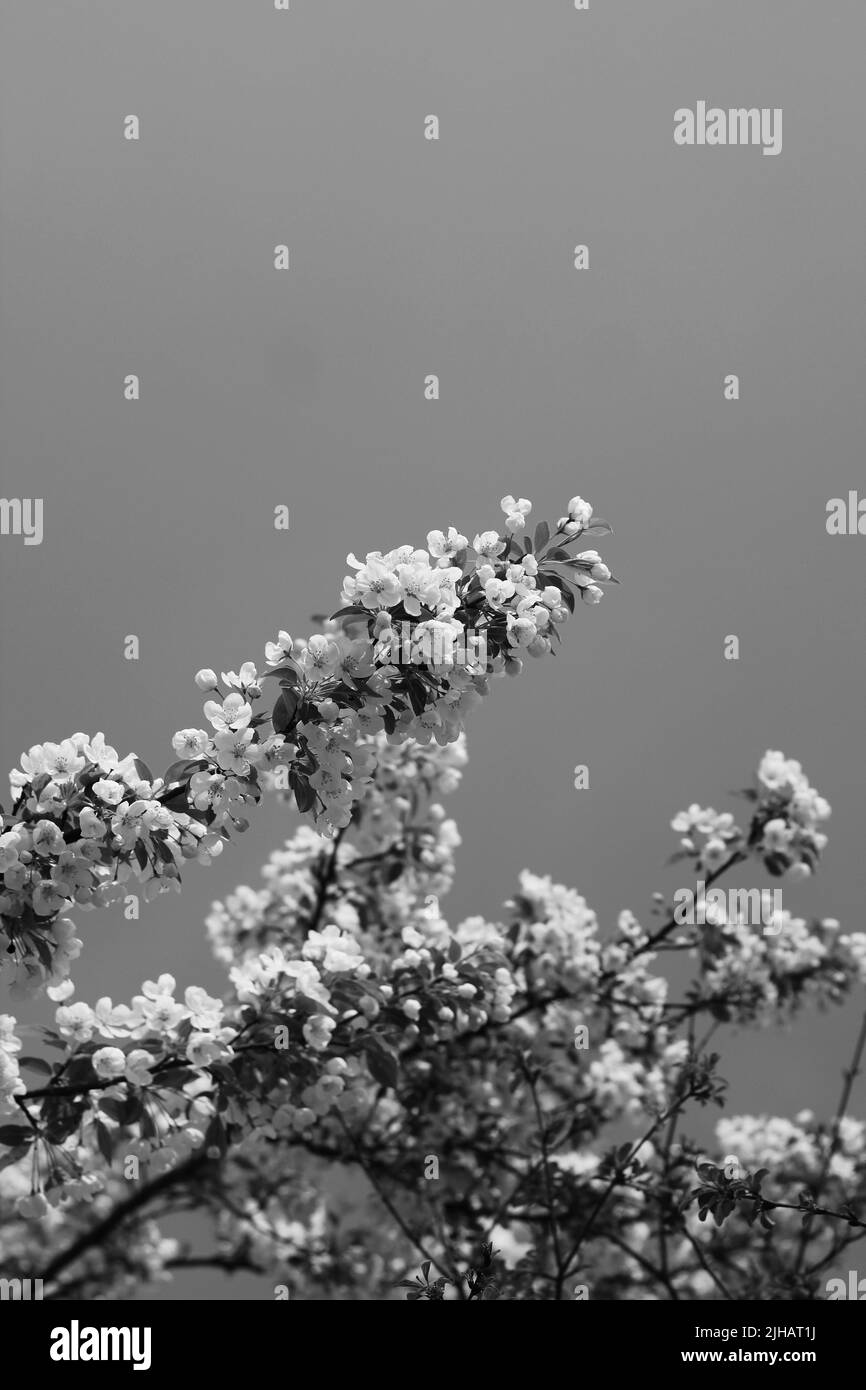 Beautiful fruit tree branch full of spring flowers in black and white