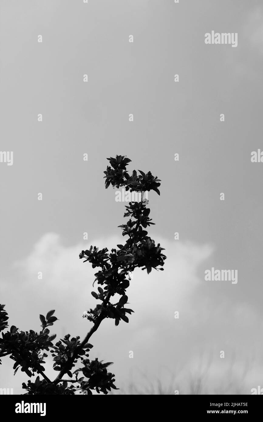 Beautiful leafy tree branches growing against the clear sky in black