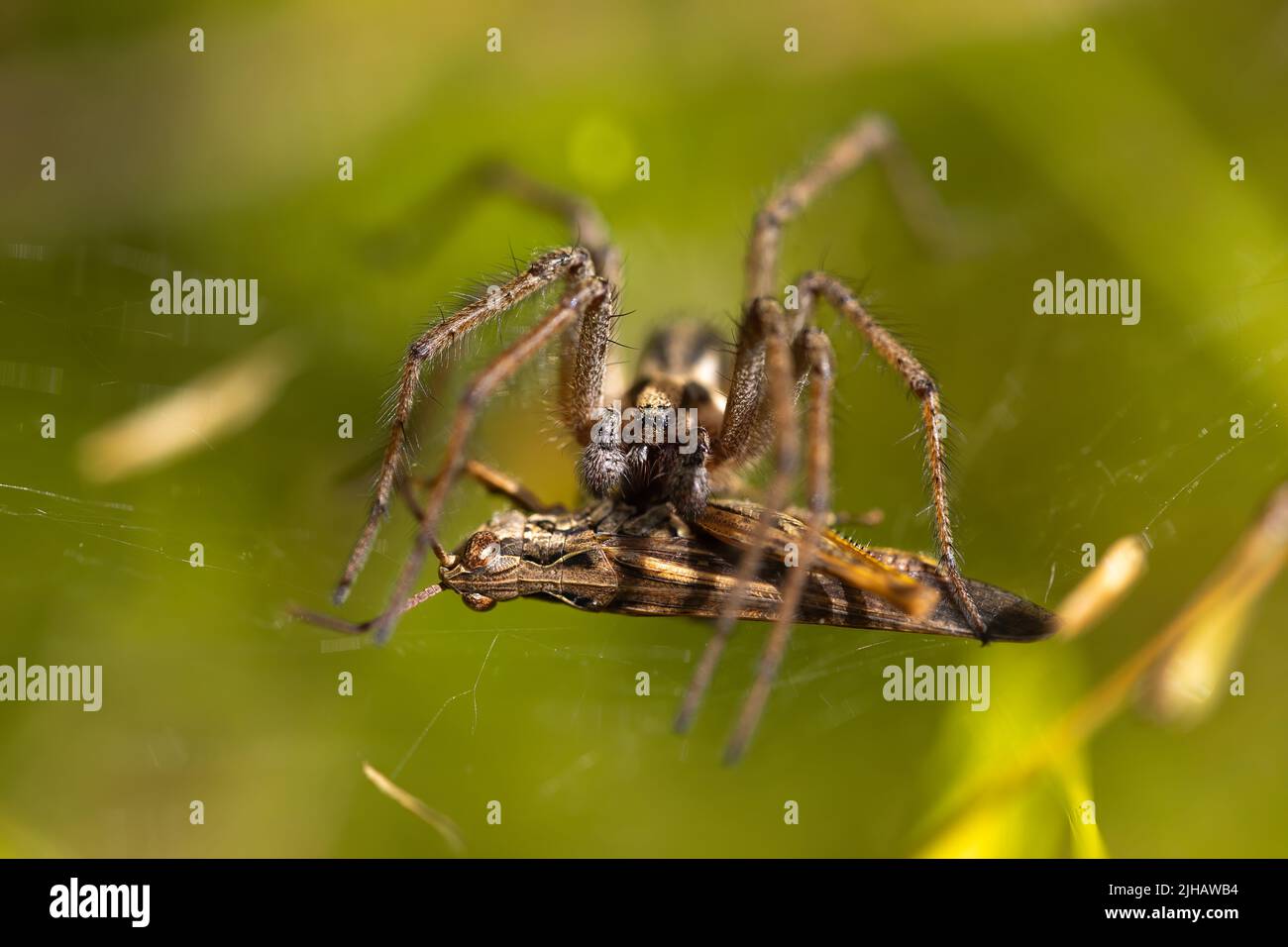 macro photograph of a spider hunting a grasshopper in its web. nature photography. green background. copy space Stock Photo
