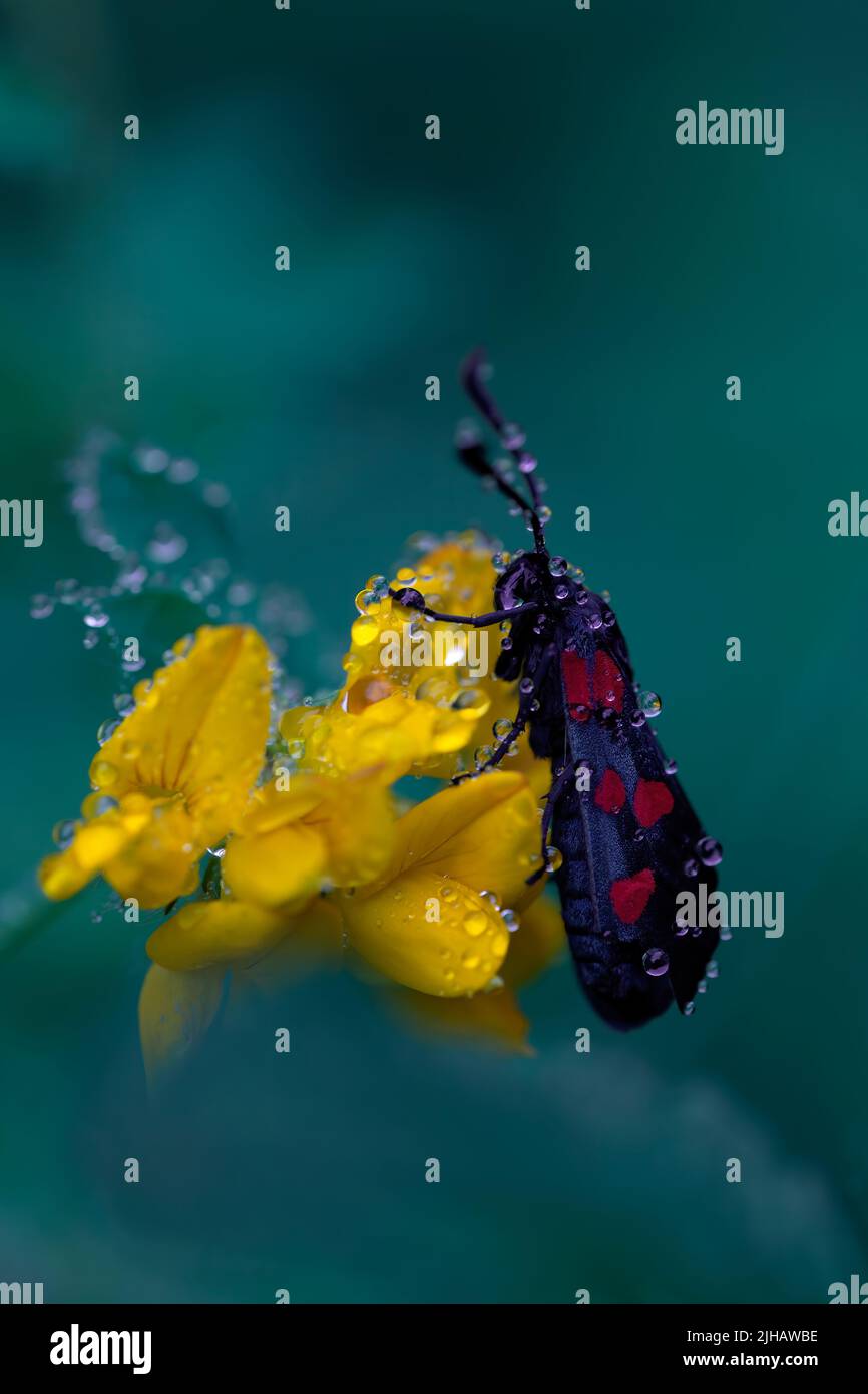 macro photograph of a black butterfly with red dots, zygaena lonicerae, on a yellow flower at dawn. water droplets cover the scene. wild life Stock Photo