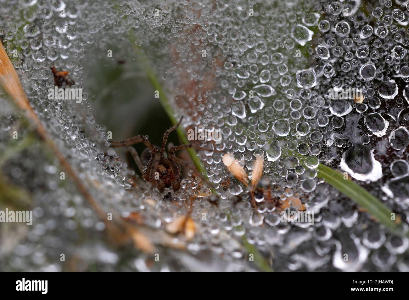 macro photograph of an adult spider in its web waiting for its victim. Spider's web covered with dewdrops. nature wonderful Stock Photo