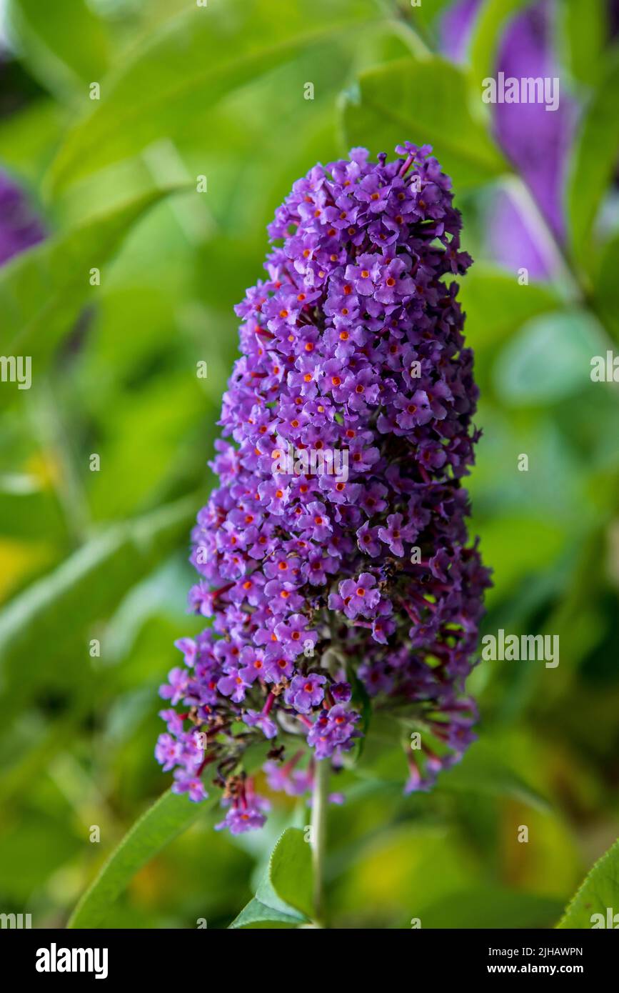 Buddleia bush. Known as the railway bush as it often seen along railway