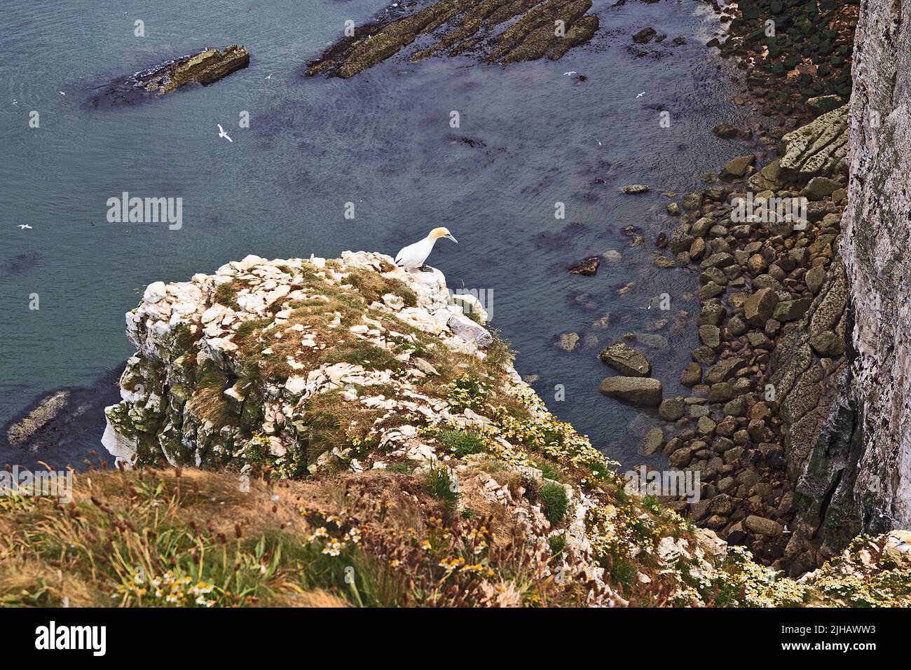 Gannet on top of cliff at Bempton Cliffs in Yorkshire England Stock Photo