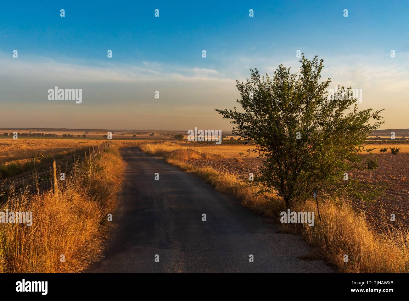 Rural road at dawn between farm fields in the community of Castilla la Mancha. Stock Photo