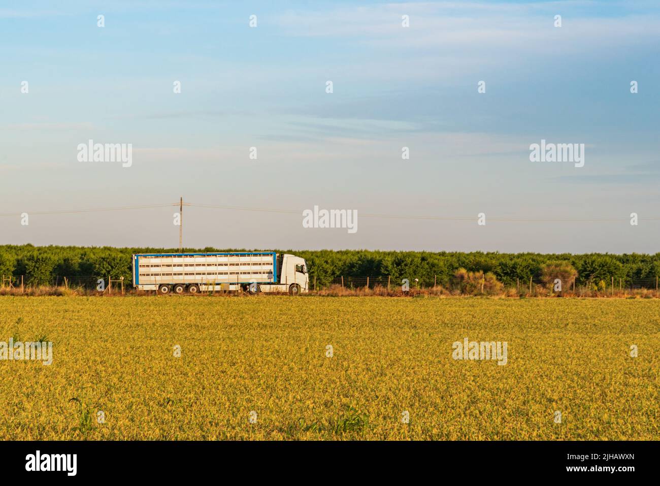 Cage truck for transporting cattle driving along a rural road. Stock Photo