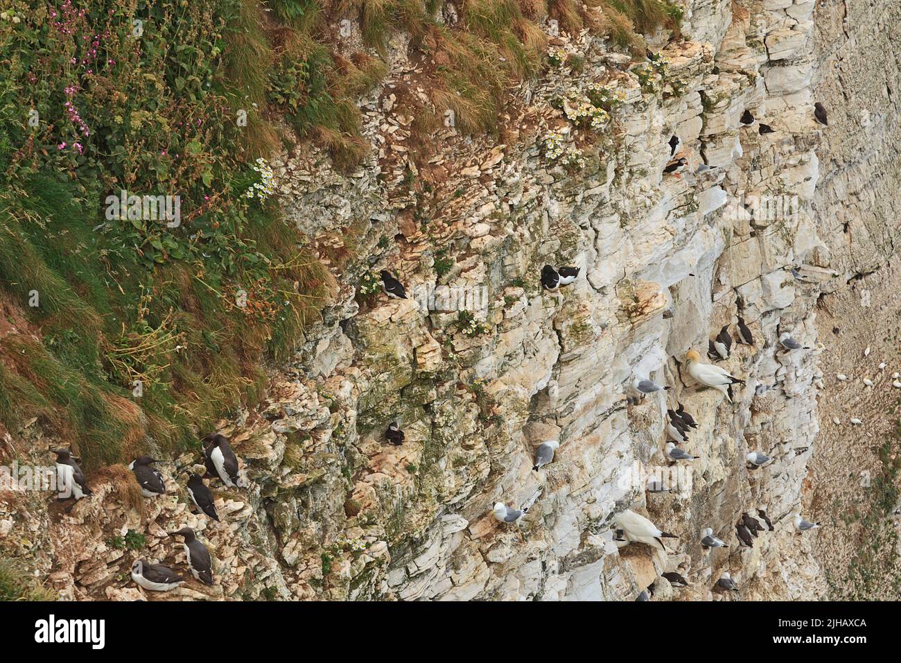 Seabird colonies nesting (Puffin, Gannet, Guillemot, Razorbill, Kiitiwake) on Bempton Cliffs on the Yorkshire Coast England Stock Photo