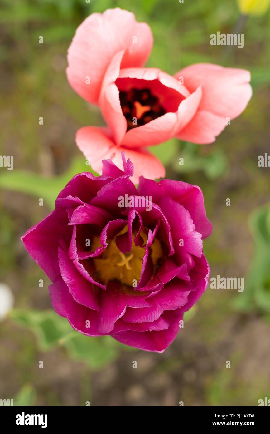 Burgundy lush tulip. Pink tulips in a flower bed. Double Flowering ...