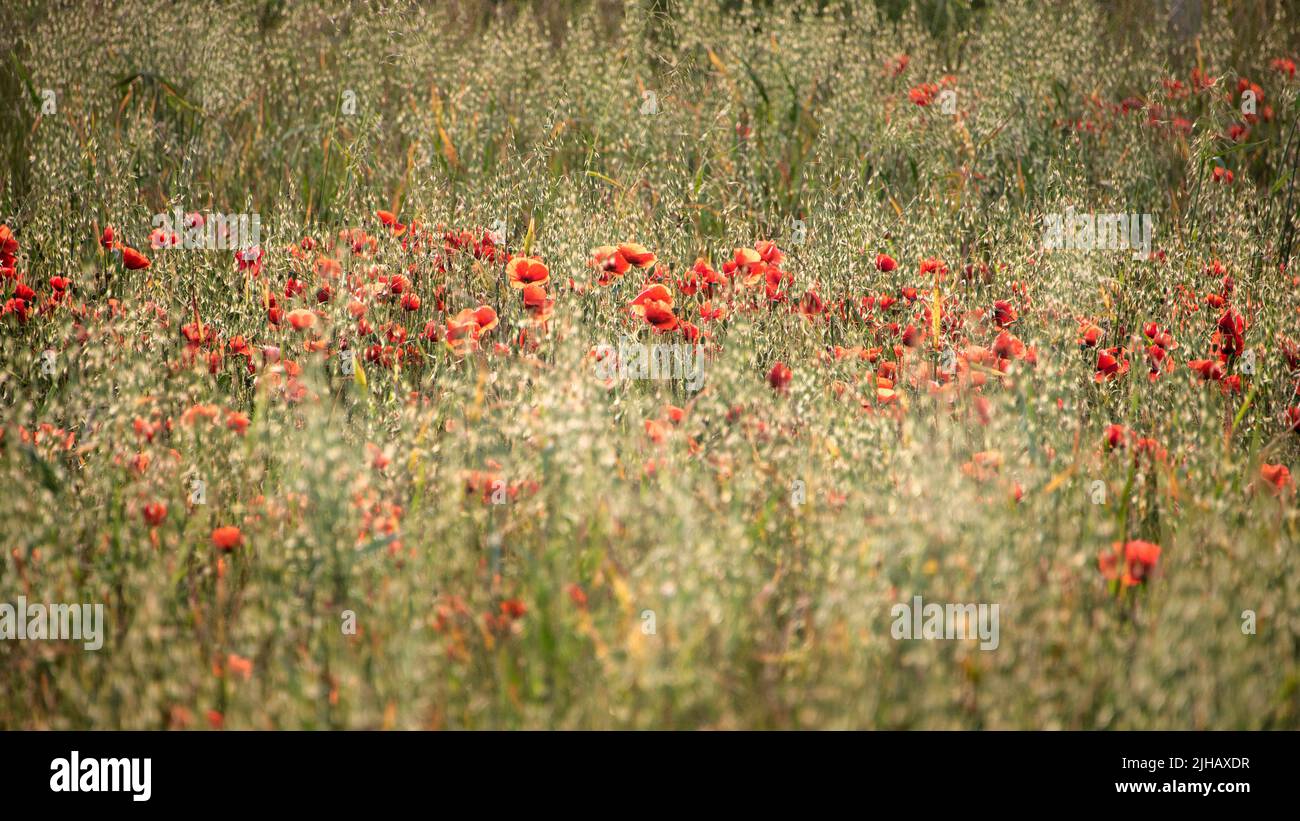 Beautiful Summer sunrise glow of wild poppy Papaver Rhoeas field in ...