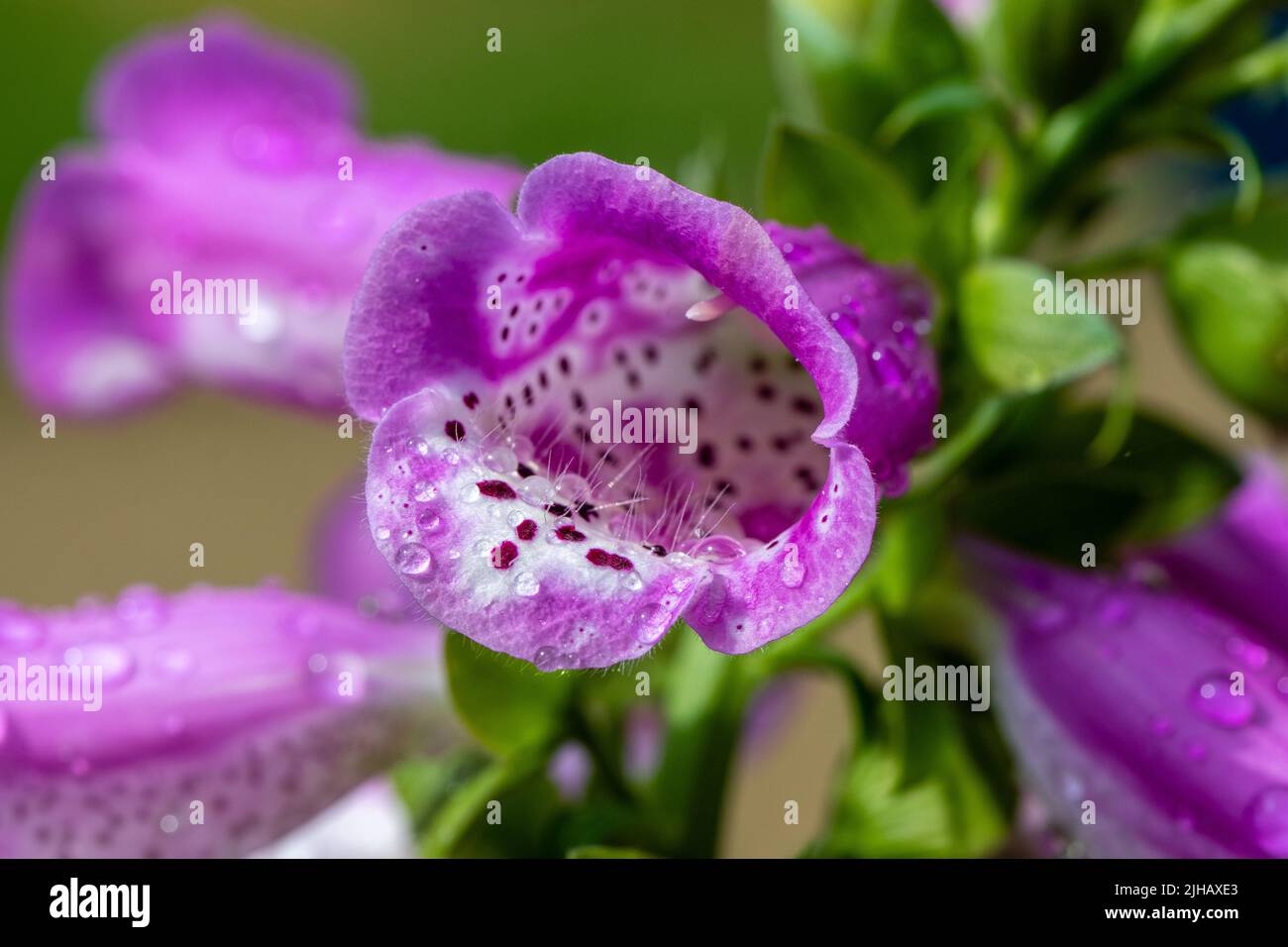 Beautiful pink purple Foxgloves, Digitalis Purpruea, covered in droplets of morning dew Stock Photo