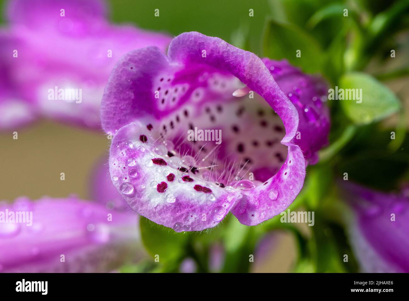Beautiful pink purple Foxgloves, Digitalis Purpruea, covered in droplets of morning dew Stock Photo