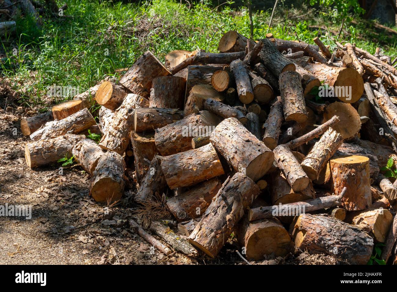 Preparation of firewood for the winter. firewood background, Stacks of firewood in the forest