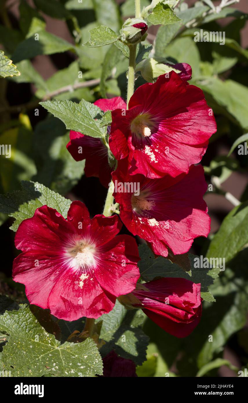 Red Hollyhock Alcea Stock Photo Alamy