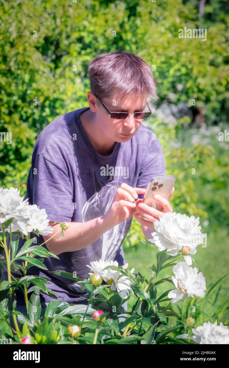 Woman making photoes of white peonies in a gardrn. Stock Photo