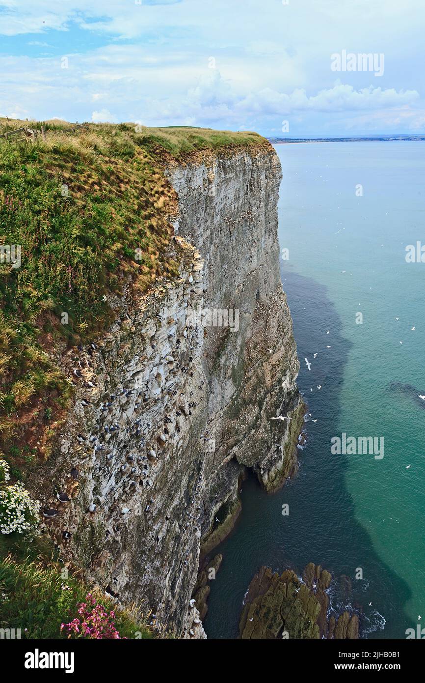 Seabird colonies nesting (Gannet, Guillemot, Razorbill, Kiitiwake) on Bempton Cliffs on the Yorkshire Coast England Stock Photo