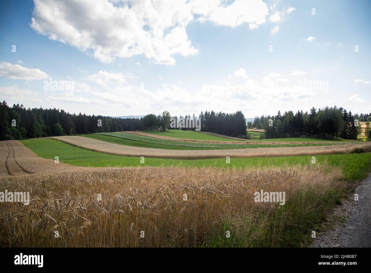 Typical Waldviertel landscape Fields, meadows and forest Hiking