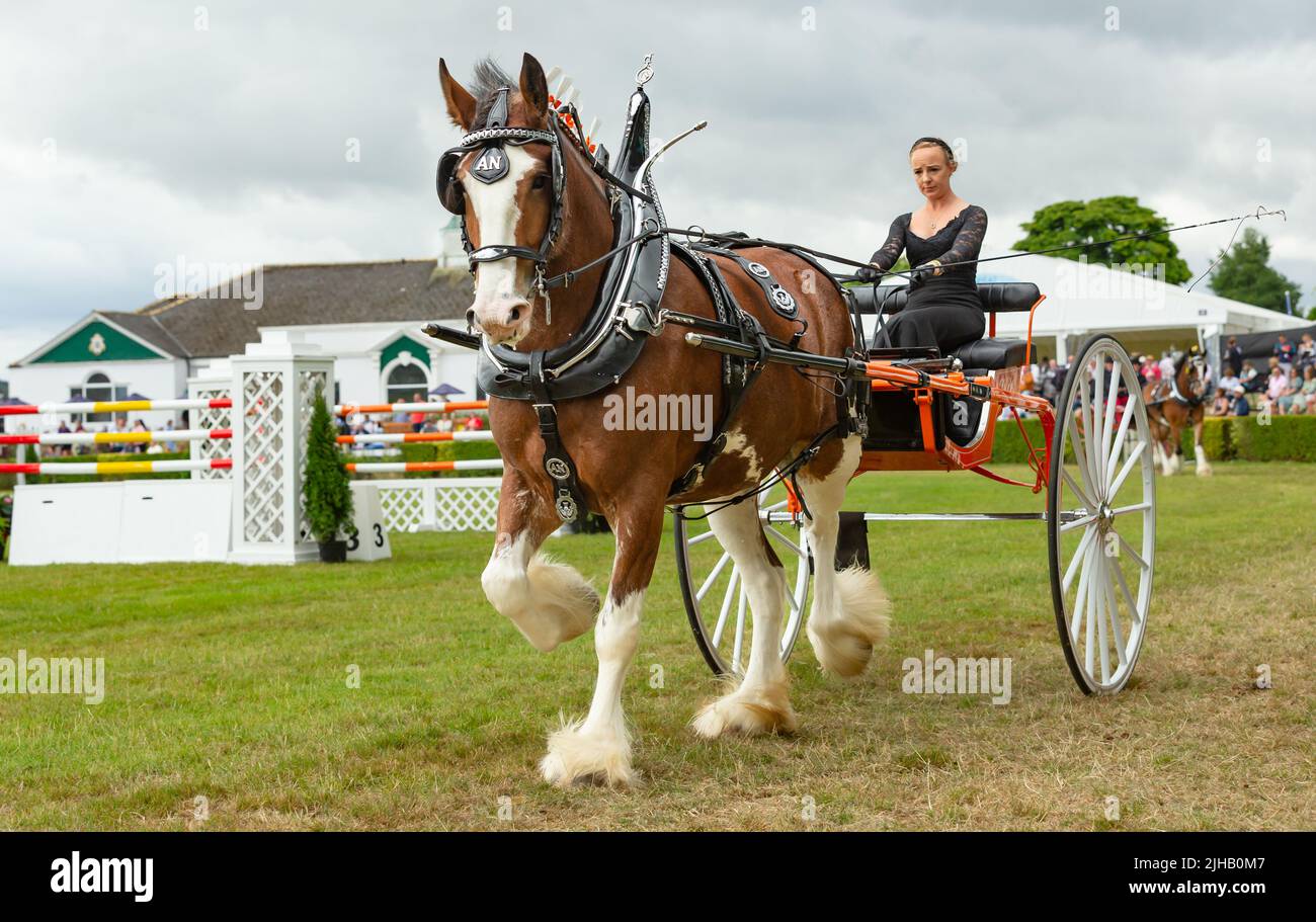 Great Yorkshire Show, Harrogate, UK. July 15, 2022. Heavy Horse Turnout and Championship at the Great Yorkshire Show, single lady driving two-wheel ca Stock Photo