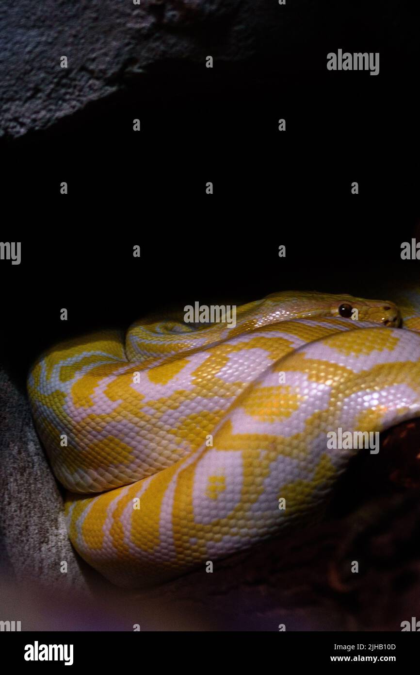 Burmese python python molurus bivittatus hi-res stock photography and ...