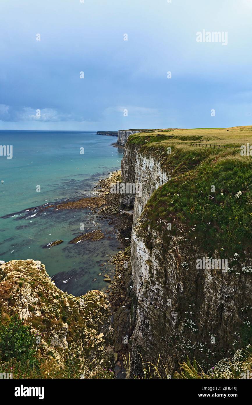 Bempton Cliffs on the Yorkshire Coast England Stock Photo