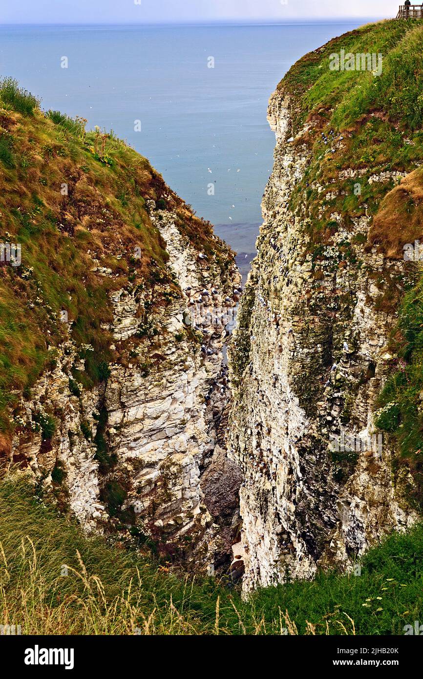 Seabird colonies nesting on Bempton Cliffs on the Yorkshire Coast Stock Photo