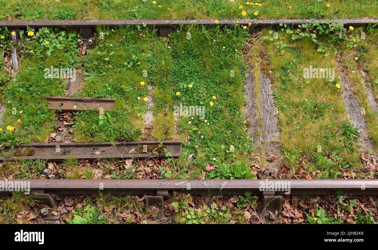 Grass and wildflowers growing among disused rails in a railway siding. Stock Photo