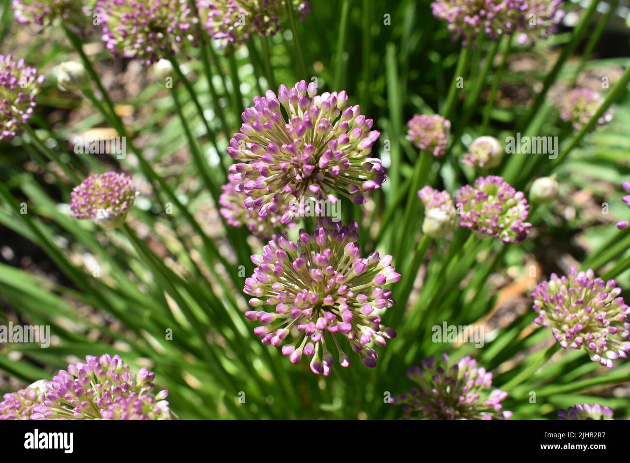 close up of pink flowers Stock Photo