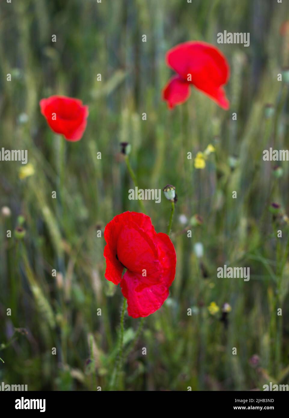 Beautiful flower of poppy in a poppy field Stock Photo