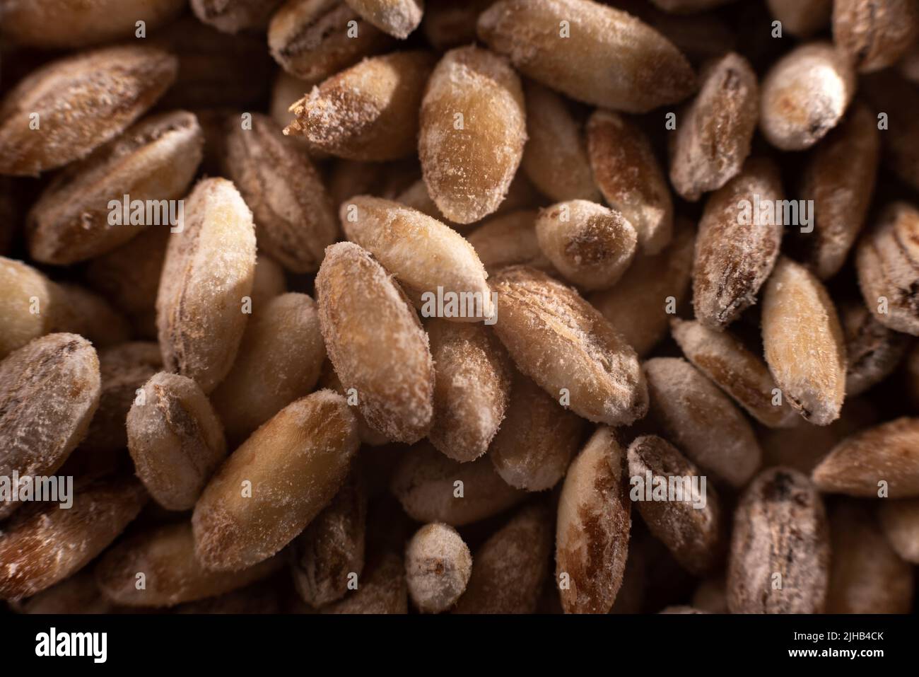 A bunch of barley. Healthy Ancient grain food. Extreme closeup Stock Photo