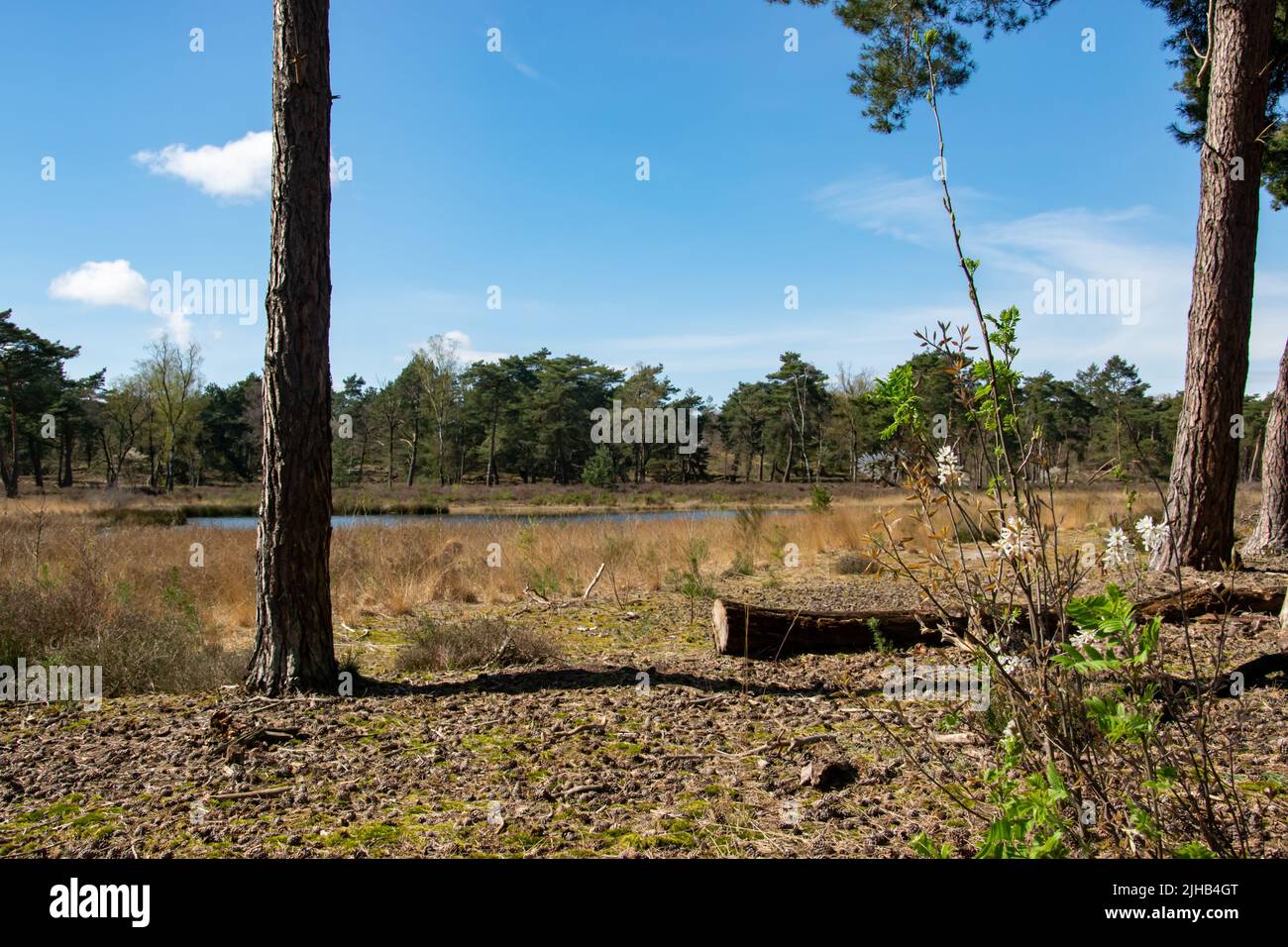 Gennepse hei hi-res stock photography and images - Alamy