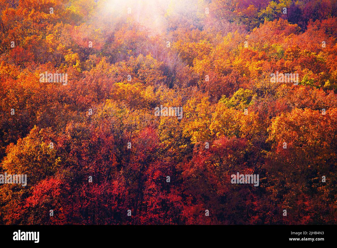 Autumn color leaves against sunlight high angle view background Stock ...
