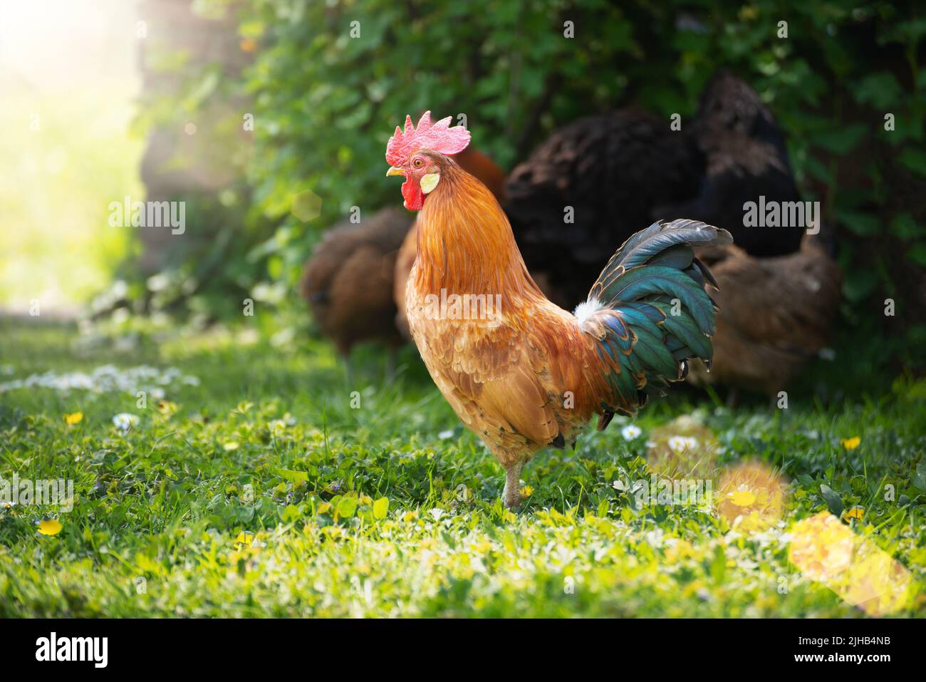 A cock grazing on green backyard grass Stock Photo
