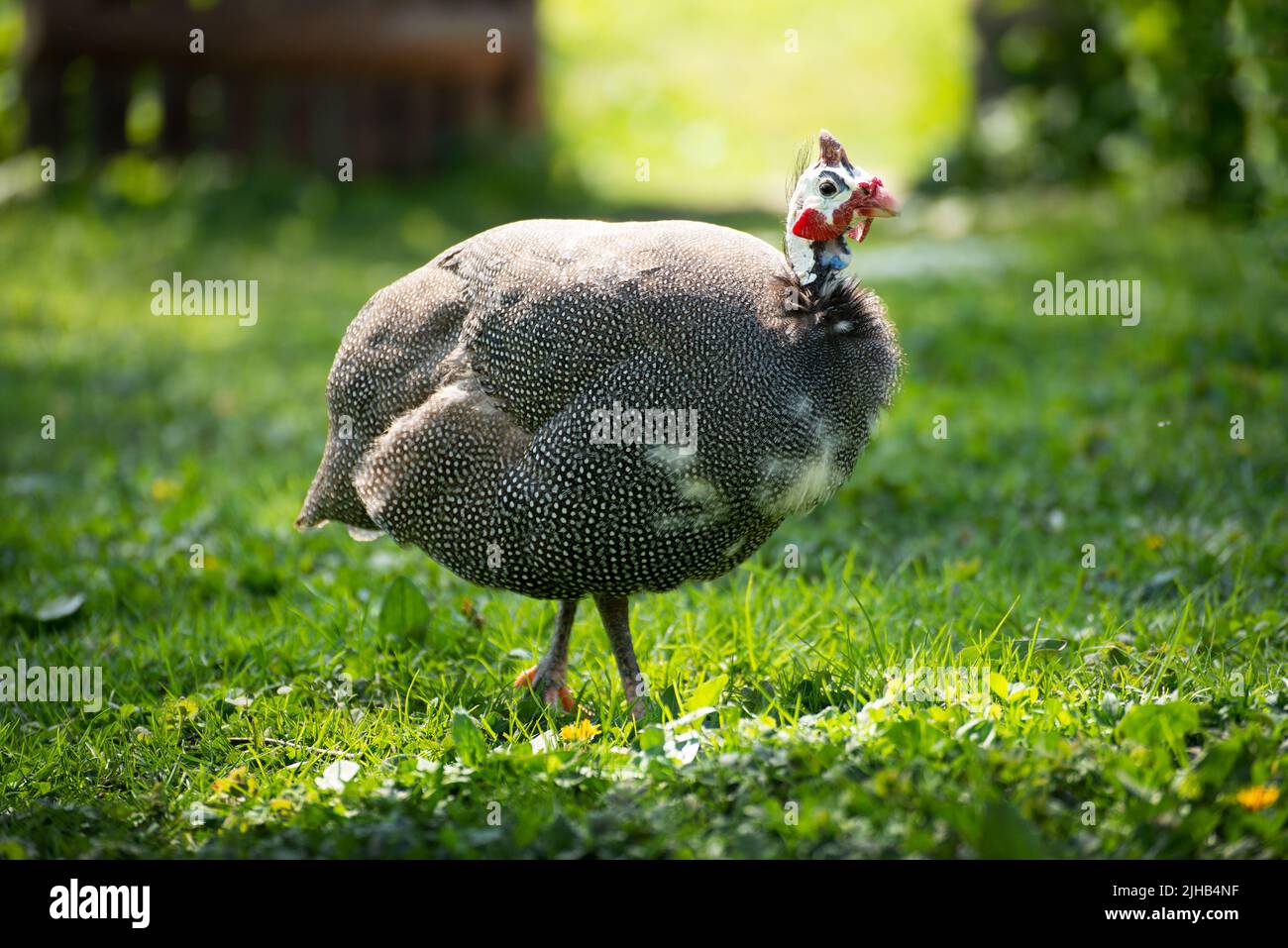 Guinea fowl grazing on green backyard grass Stock Photo